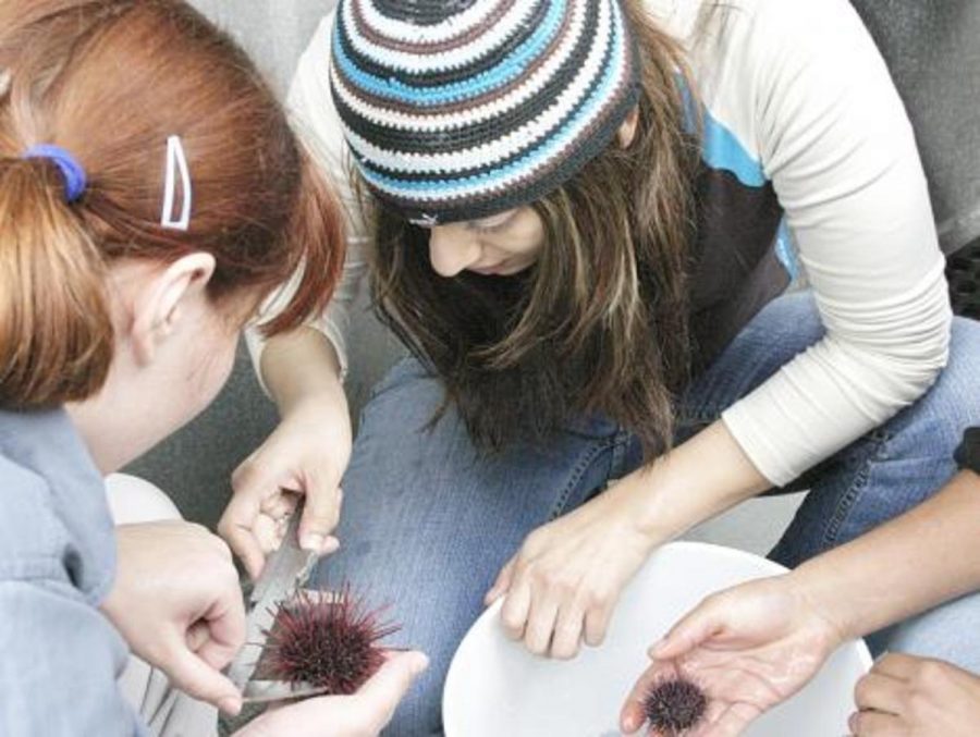 Lori Hawes, a 27 year-old biology and pre-med major, and Antoinette Simental, a 19 year-old business major, measure the size of the red and purple sea urchins that Channel Islands National Park diver Dave Kushner collected off the sea floor.