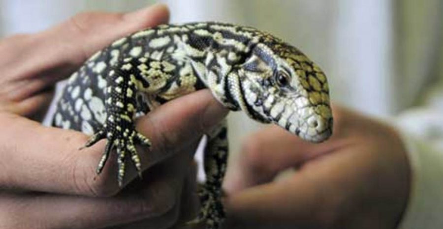 One of the additions to the EATM program is Maximus, an 8-month-old Argentine Tegu Lizard that was donated to the program from a  breeder who raised it in captivity in Alabama.