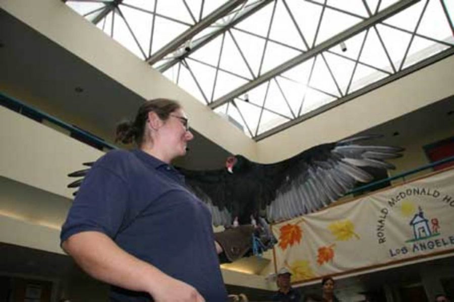 Trish Lares, holding Puppy, the Turkey Vulture, at the Los Angeles  Ronald McDonald House.