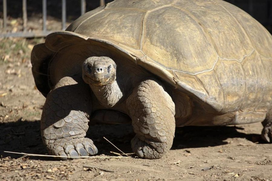 Clarence the 496-pound Galapagos tortoise spends his days at the Zoo at Moorpark College.