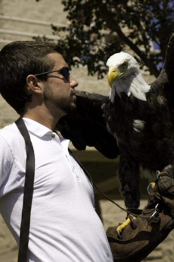 Weston Popichak, a 21 year old Exotic Animal Training Major at Moorpark College confidently holds up Ghost for all to see.  Ghost is an American Bald Eagle rescued by the EATM program from a refuge in Alaska.  Because of an injury to his wing, he is unable to fly.