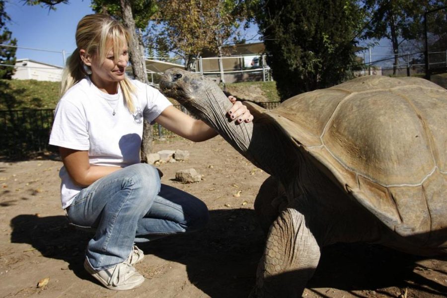 Clarence+the+Galapagos+Tortoise+is+petted+by+EATM+staff+member+Alisa+Behar.