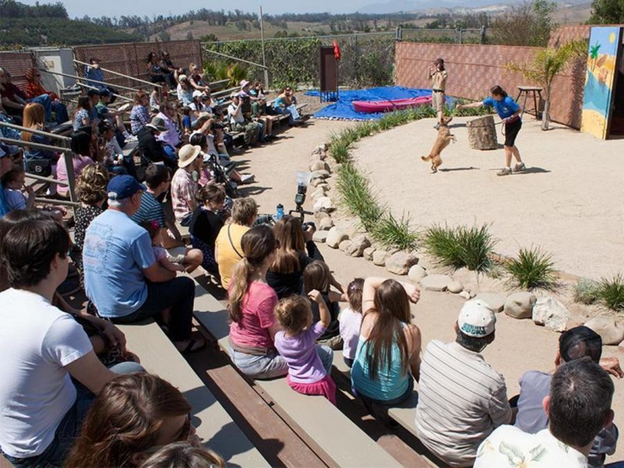 New Guinea singing dog, Gus, puts on a show for viewers at Sprng Spectacular on March 23.