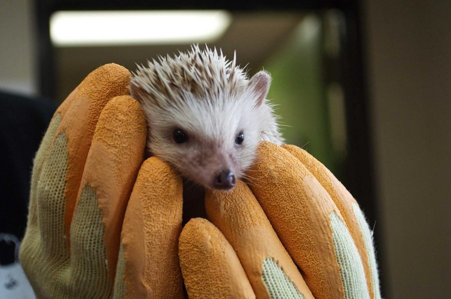 Prickles the hedghog is a new additon to teaching zoo.