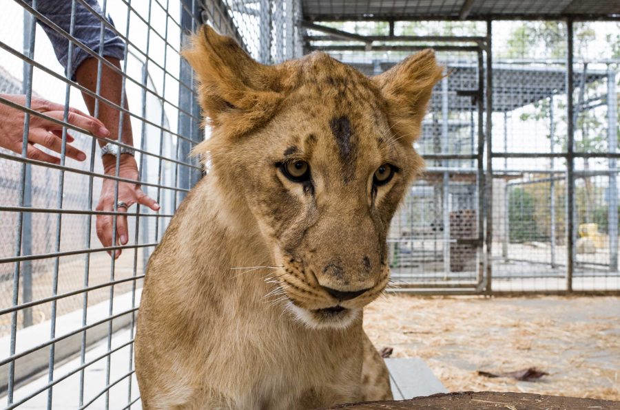 The new 9-month-old African lion cub plays in his pen at the Americas Teaching Zoo at Moorpark College.