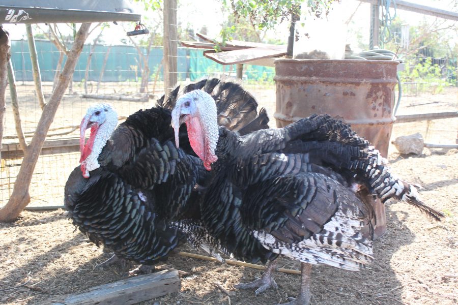 Turkey dinners are a very traditional part of the Thanksgiving holiday. These two are residing at a small local Oxnard ranch. Photo credit: Brian Varela