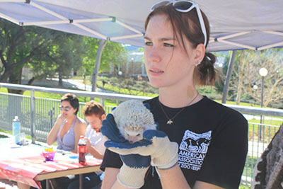 Elizabeth Pajares, a EATM student and member of the America’s Zeaching Zoo’s Student Chapter AAZK club, holding Stickers the hedgehog. Photo credit: Paige Norling