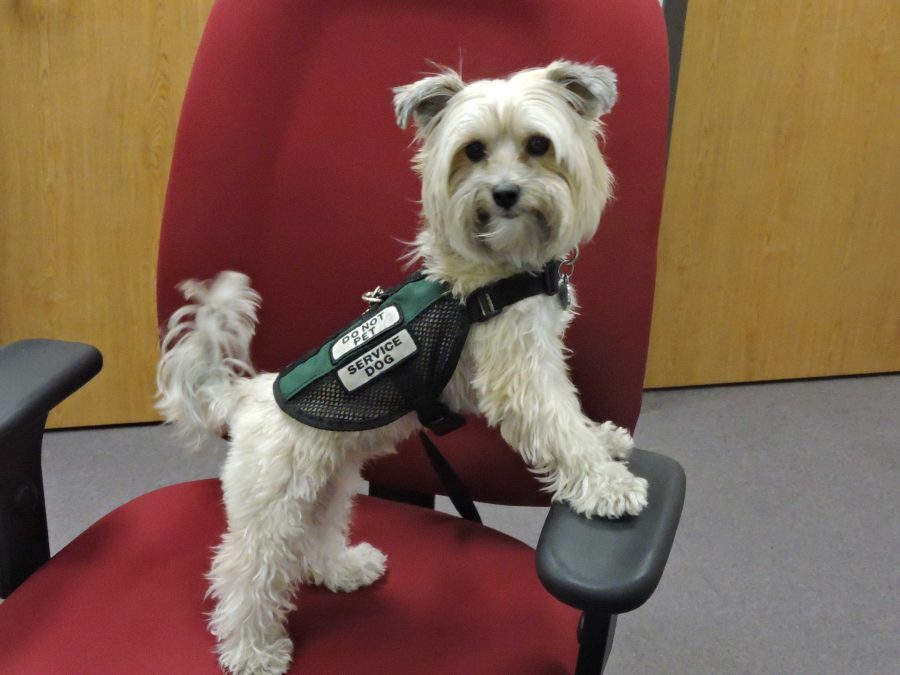 Liam is a service dog used to help students with certain disabilities. Photo credit: Bridget Fornaro