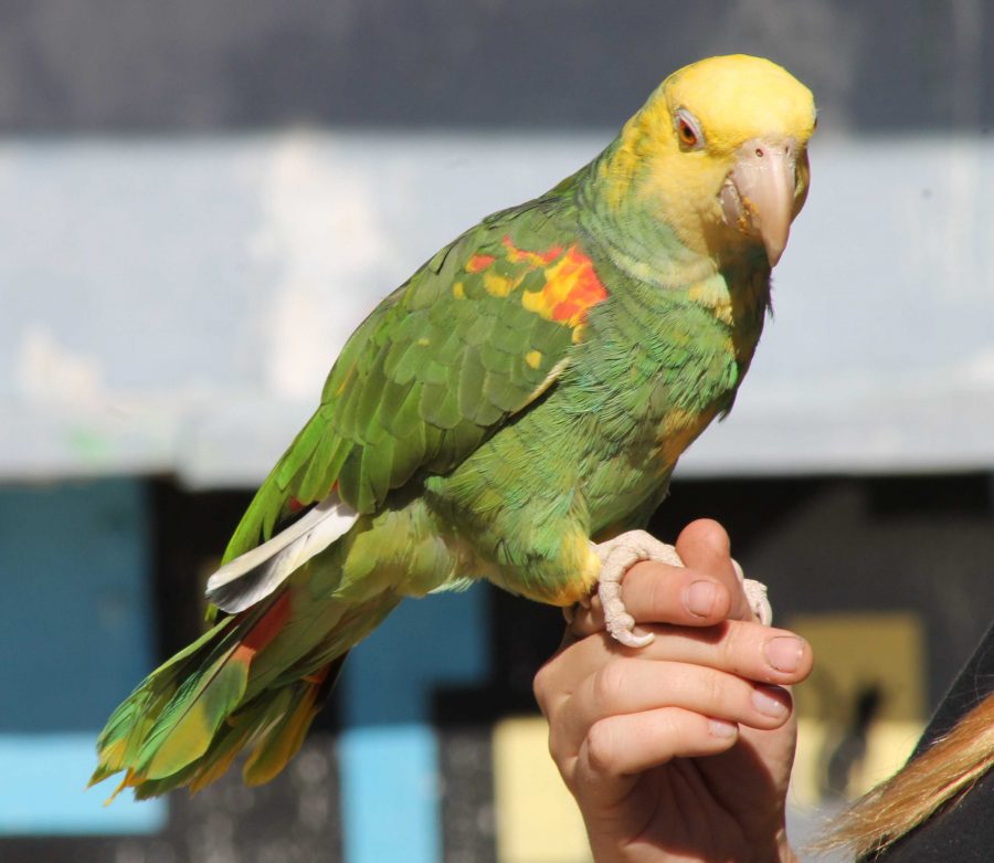 Cowboy, the Double Yellow Headed Amazon Parrot, trains during a rehearsal on Feb. 11 at Americas Teaching Zoo at Moorpark College. The zoo is looking to expand its habitats and enclosures. Photo credit: Janett Perez