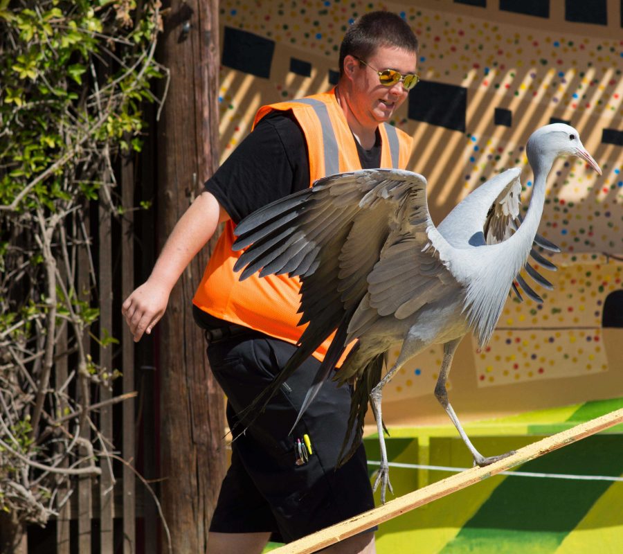 Bryan Whiting escorts Delilah, a blue crane, up the ramp that she flies from during rehearsal at Americas Teaching Zoo on Thursday March 10. Photo by Jesus Isabeles