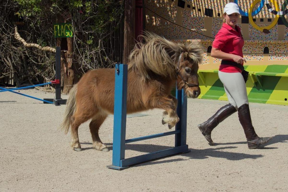 America's Teaching Zoo springs into action with a spectacular event