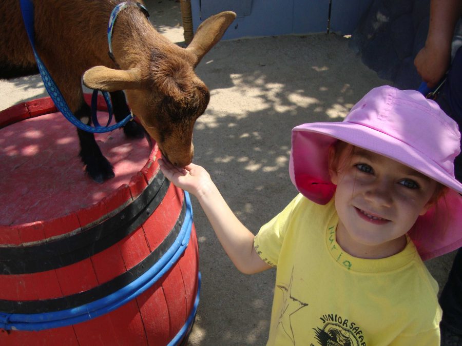 Junior+Safari+camper+enjoys+her+time+at+Americas+Teaching+Zoo+feeding+one+of+the+zoos+goats.+Photo+Credit%3A+Kris+Romero.