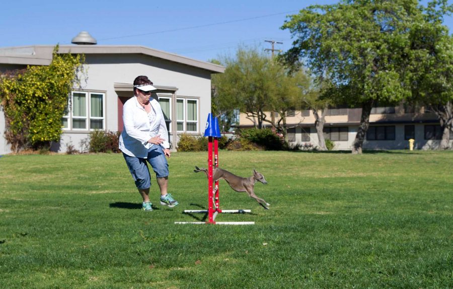 Buttons, a miniature greyhound, flies over a hurdle as she follows hand signals given by her owner Sherral Hesterly in an agility training session at Freedom Park in Camarillo on  Feb. 17.