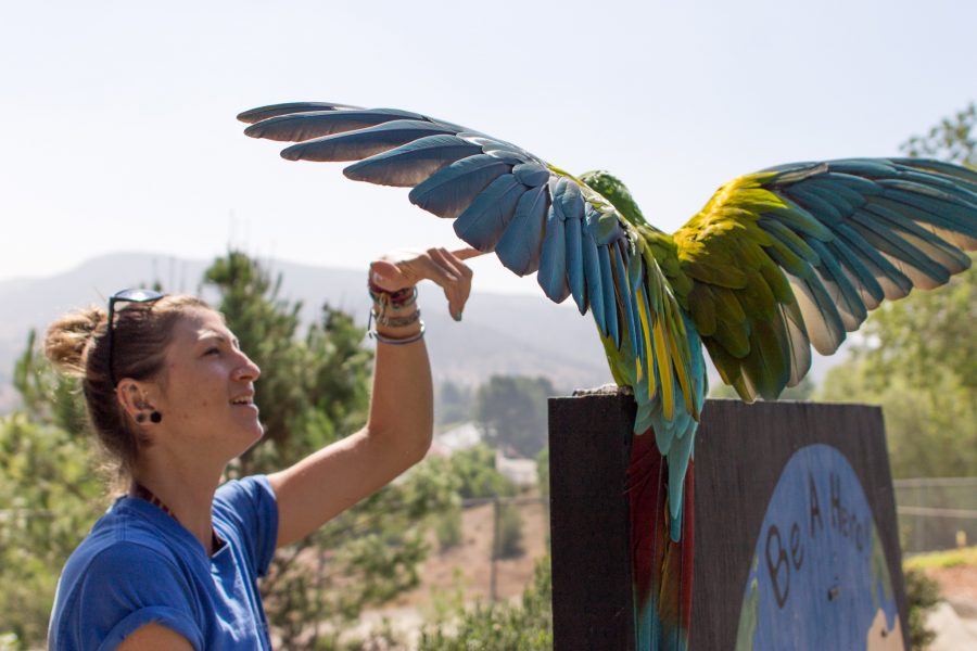 EATM student Tyler Clements, 28, takes Kylie, an 18 year-old Military Macaw, out of her cage to stretch her wings on the zoo grounds. Photo credit: Willem Schep