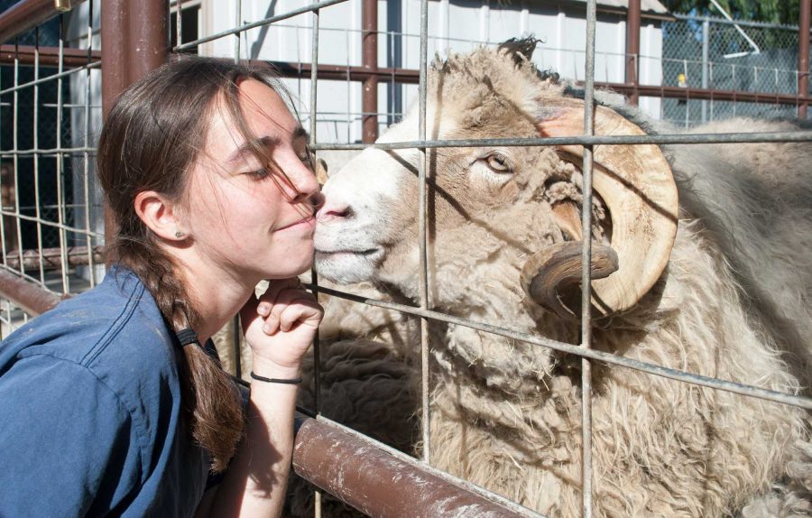 Jenny Stuart, 24, receives a kiss from her sheep, Aries. Stuart has a Bachelors in Zoology, and will be graduating in May with an Associates in Exotic Animal Training and Management. Photo credit: Cole Carlson