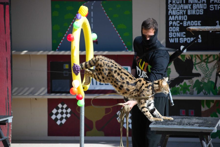 Brad Torsone from New York, guides his animal through a fruit-ninja themed obstacle course. Each act is designed by a student zookeeper who spends multiple weeks training their animal. Photo credit: Cole Carlson