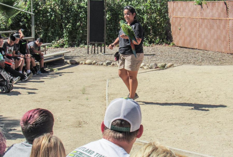 A student trainer at Moorpark Colleges Americas Teaching Zoo is performing with one of the Zoos birds during Sundays Free Zoo event. Photo credit: Mary Altshuller