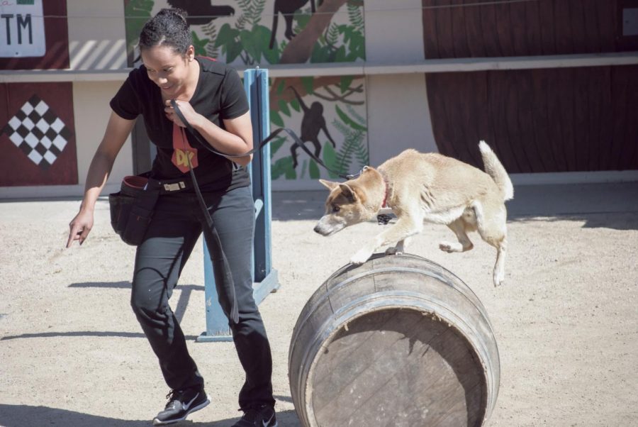 Quianna Garrett of Antelope Valley guides her dog, Tucker through an obstacle course during the 2017 Spring Spectacular animal show. Animal shows are just one aspect of what the EATM Program prepares students for. Photo credit: Cole Carlson