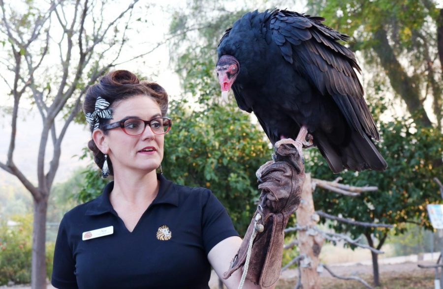 EATM student Aja Ferretti proudly presents Puppy the turkey vulture to a crowd of attendees at the annual Rendezvous at the Zoo event. Like Ferretti, the students within the EATM program use their knowledge and fondness of animals to continuously educate others and promote the well-being of exotic animals. Photo credit: Dallas Vorburger