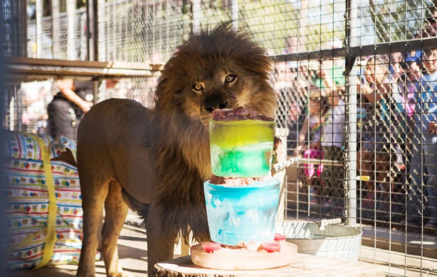 Ira the lion at Americas Teaching Zoo celebrates his 4th birthday by sampling his cake made of meat and flavored ice layers on Saturday, Feb. 3, 2018 at Moorpark College in Moorpark, Calif. Photo credit: James Detwiler