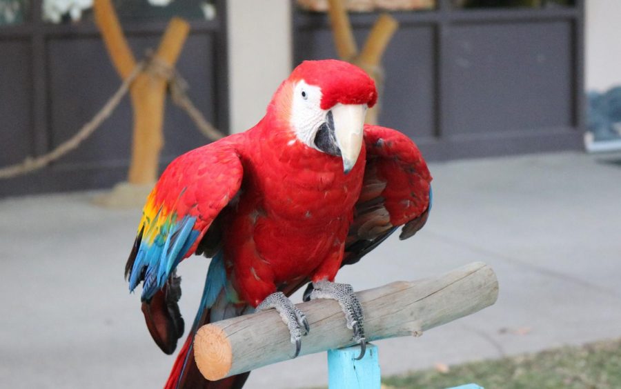 The parrot flutters its wings while perched on a log. Its one of the many exotic animals that live in Americas Teaching Zoo. Photo credit: Michelle De Leon