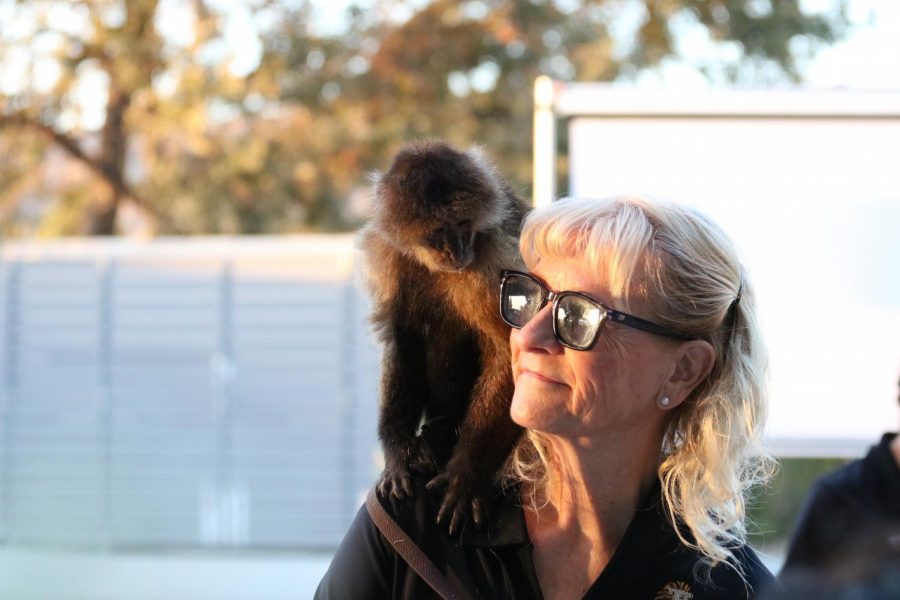 The evening included up-close animal encounters, primate expert Cindy Wilson with one of the zoos capuchin monkeys. Capuchins are believed to be one of the most intelligent New World monkeys. Photo credit: Michelle De Leon