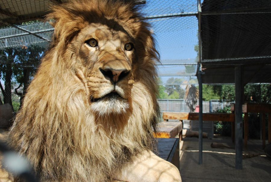 Ira will celebrate his sixth birthday at Americas Teaching Zoo on Feb. 1. The public will also get a preview of his newly expanded home called Iras Kingdom. Photo courtesy of Moorpark Collage Photo Gallery.
