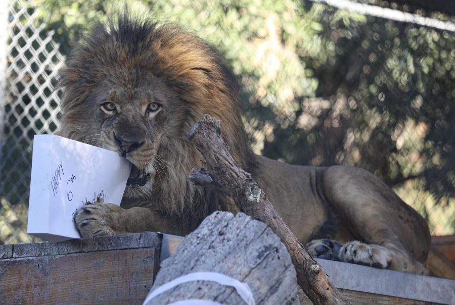Ira the lion chews on a gift filled with meat he received during his birthday celebration at America’s Teaching Zoo on Saturday, Feb. 1. Ira was celebrated for his sixth birthday. Photo credit: Ryan Bough