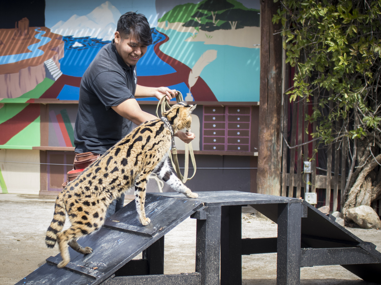 Santiago Flores guides Ibis, a 15 year-old African Serval, during dress rehearsal for the Spring 2019 Spectacular at America's Teaching Zoo on Thursday, March 7, 2019. According to the zoo staff, Ibis is often mistaken for a baby cheetah.