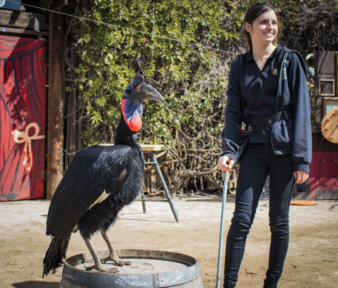Beaker, an Abyssinian Ground Hornbill, presents himself to the crowd next to his handler, Jasmine Bolingbroke, during dress rehearsal for the 2019 Spring Spectacular in America's Teaching Zoo, on Thursday, March 7, 2019. Beaker celebrated his birthday two weeks ago, turning 18 years old.