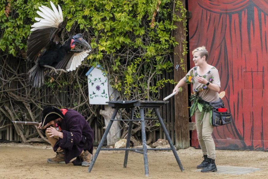 Trainer Lydia Dresel instructs Beaker, the Abyssinian Ground Hornbill, to fly over Hovig Chobanian in EATM’s Spring Spectacular on Sunday, March 15, at America’s Teaching Zoo in Moorpark, Calif. Photo credit: Natalie Saraf