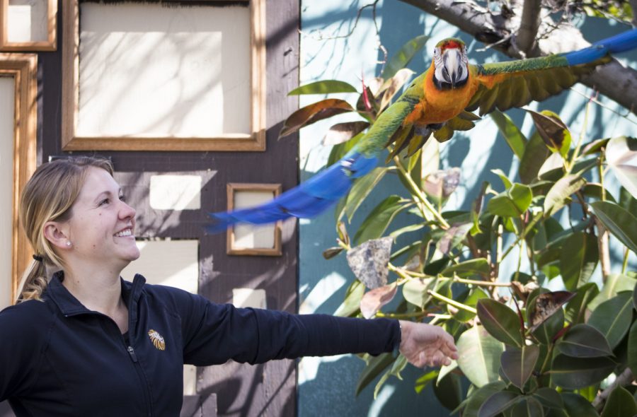 Bryenna Workman releases Salsa, the 31 year-old Catalina Macaw, during dress rehearsal for the 2019 Spring Spectacular at Americas Teaching Zoo at Moorpark College on Thursday, March 7, 2019. Salsa made a flying entrance and exit over the crowd, flaunting his feathers. Photo credit: Evan Reinhardt