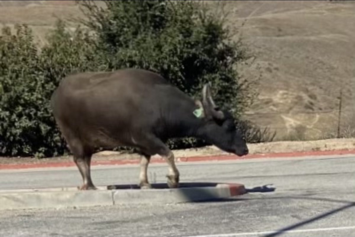 Runaway water buffalo wanders onto the Moorpark College campus
