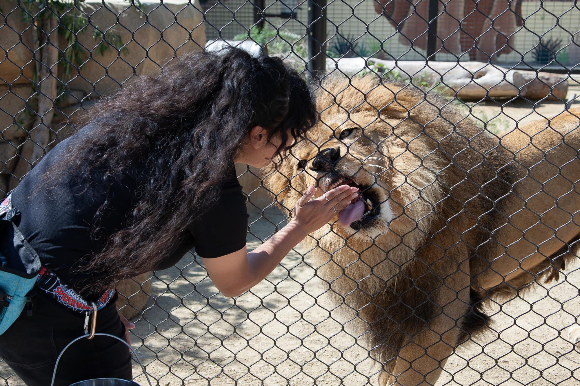 Lion Trainer Deardra Santos rewards Ira the African lion after completing a new behavior in front of a Spring Spectacular 2024 crowd at America's Teaching Zoo at Moorpark College on Sunday, March 17, 2024, in Moorpark, Calif. Photo credit Jimmy Jacobs.