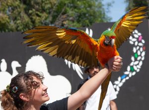 Exotic animal trainer Han Farrell trades winks with Kiley, the Amazon Parrot on Sunday, March 17, 2024 at Americas Teaching Zoo at Moorpark College during the Spring Spectacular 2024 in Moorpark, Calif. Photo credit Jimmy Jacobs. Photo credit: Jimmy Jacobs
