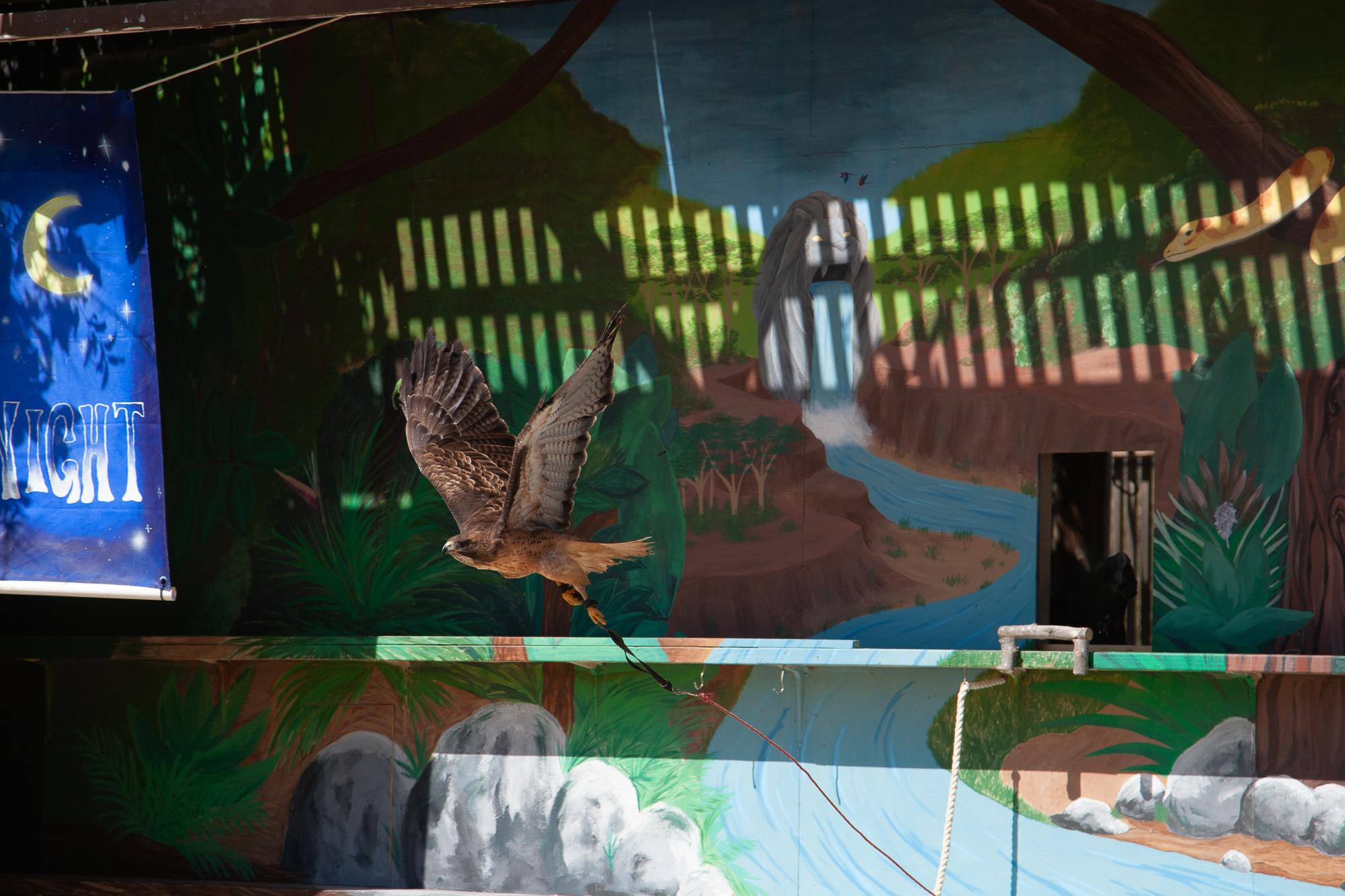 Diego, the red tail hawk takes flight during the Spring Spectacular 2024 "Night Show" at America&squot;s Teaching Zoo at Moorpark College on Sunday, March 17, 2024 in Moorpark Calif. Photo credit Jimmy Jacobs.