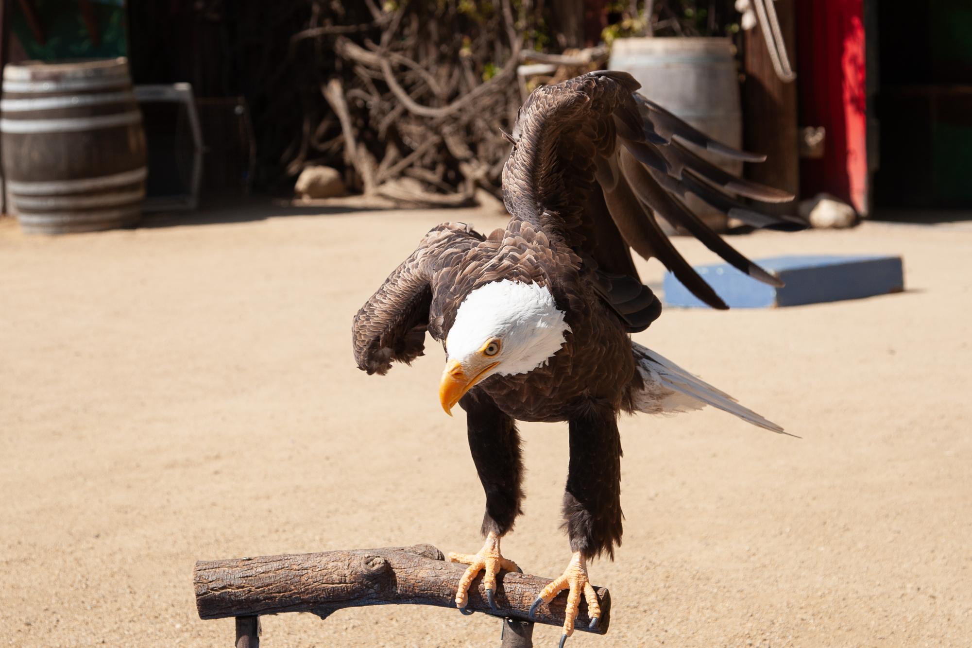 Ghost, the North American Bald Eagle poses for the audience during the Spring Spectacular 2024 "Night Show" at America&squot;s Teaching Zoo at Moorpark College on Sunday, March 17, 2024 in Moorpark, Calif. Photo credit Jimmy Jacobs.
