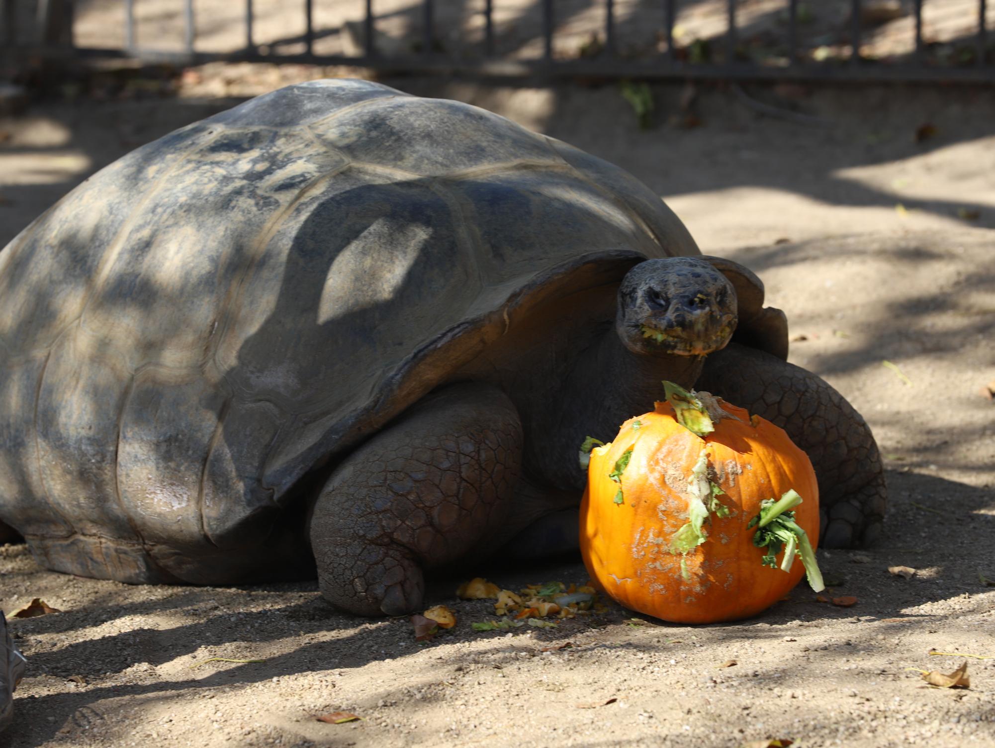 Clarence, the 101-year-old Galápagos tortoise of The Teaching Zoo at Moorpark College, greeting attendees at the annual Boo at the Zoo event in 2021.