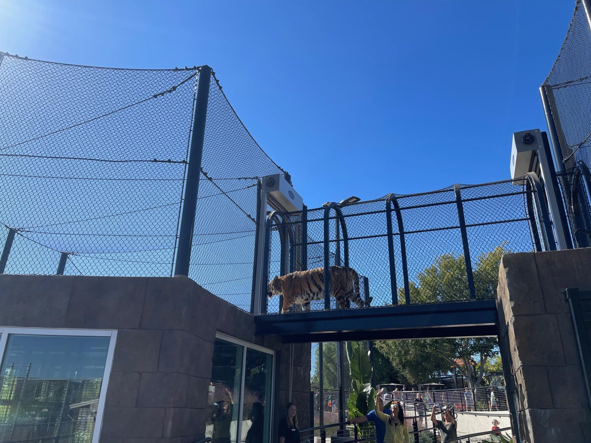 Neil and Karma, Moorpark's Bengal tigers, could be seen utilizing the tunnel connecting two large enclosures. Photo Credit: Madeline Dion