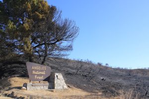 Entrance signage to the Angeles National Forest, with singed ground behind in Castaic, Calif. on Jan. 22, 2025. Photo credit: Julianna Thevenot