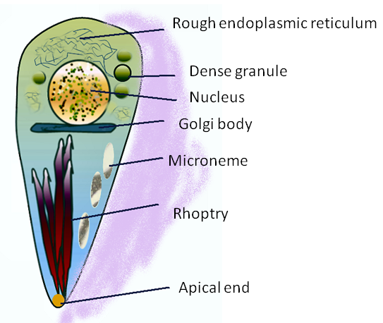 The structure of the parasite allows for optimal secretion into host cells. The apical end helps with the initial piercing of the host cell to allow for invasion. The rhoptry helps direct the invasion process, according to nature.com. Photo courtesy of GrahamColm at Wikimedia Commons.